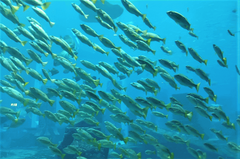 メインの水槽には無数の魚たちが群れで泳いでいます