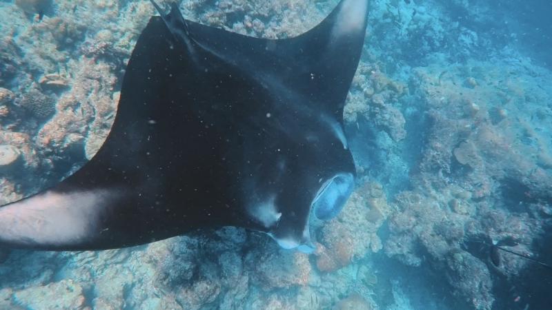 マンタを見れた！