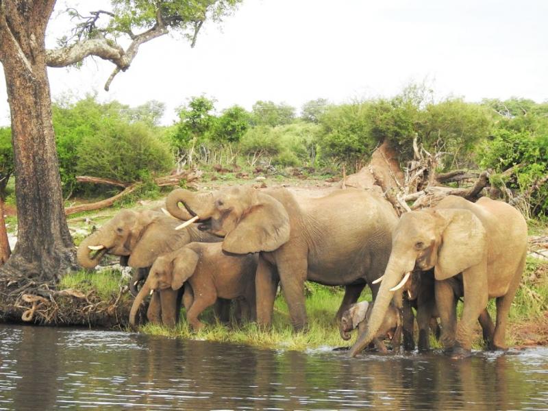 水浴びを楽しむ象の群れ。赤ちゃん象が一生懸命、短い鼻で水浴びする愛らしい姿