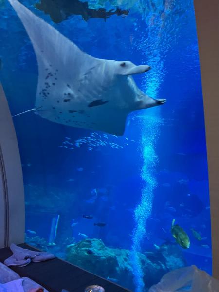 マンタ、オニイトマキエイも近くに来てくれます