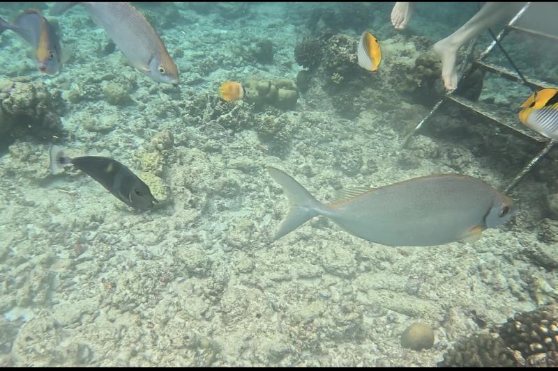 ヴィラ近くの海で、シュノーケリング