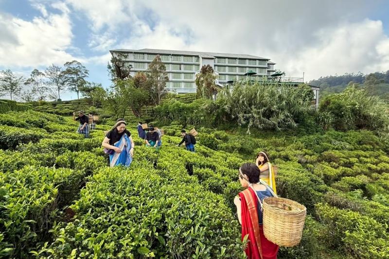 一面緑の茶畑の中で茶摘み競争スタート！