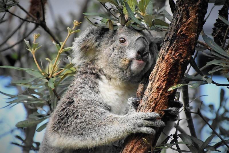 もちろん中庭から望遠レンズを構えれば木の上のコアラもこのように見えます