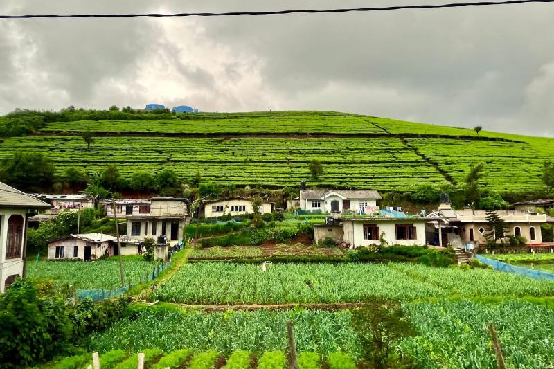 ヌワラエリヤの茶畑と農家