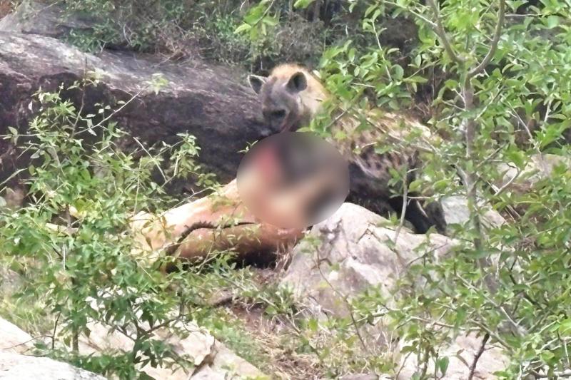 ハイエナの捕食シーン