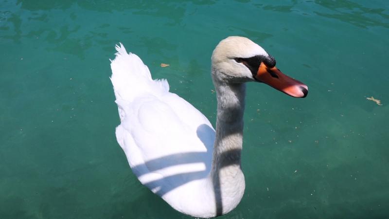 私はアヌシーの白鳥になりたい