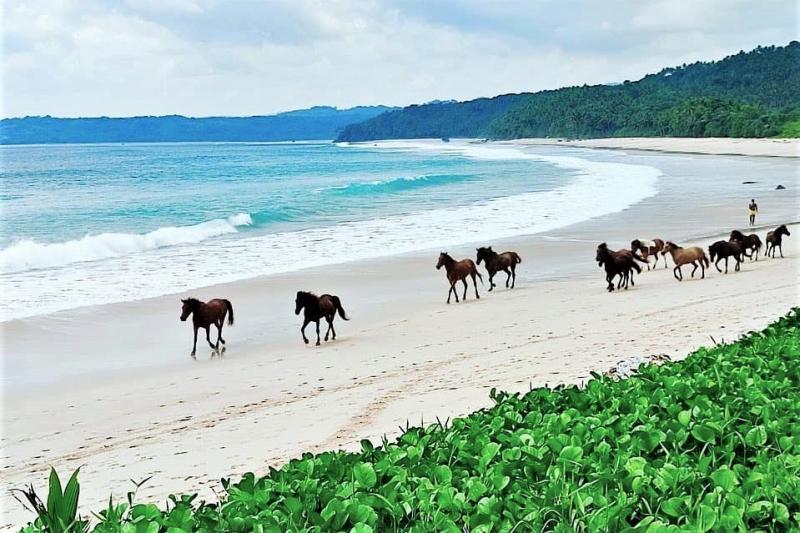 日中には、馬たちが砂浜を走る様子も！