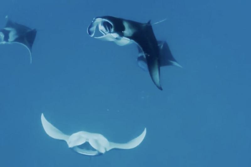 マンタシュノーケリングでは、目の前までマンタが来てくれました