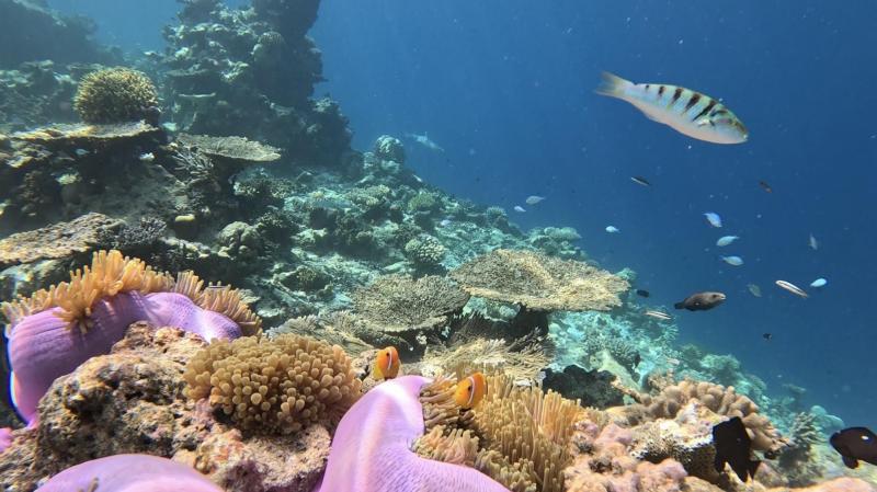 クマノミも何ヶ所かで見かけました。イソギンチャクの色が海外っぽくてオシャレ！（これもよく見ると真ん中後方にサメが…）