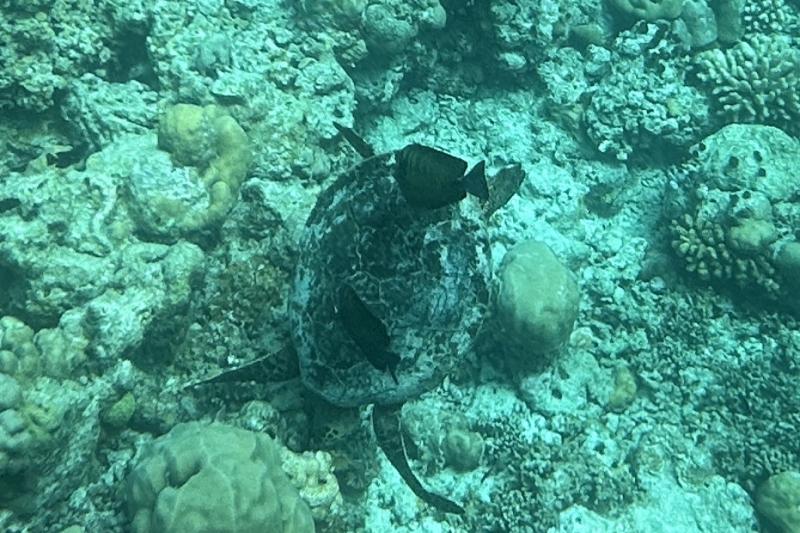 ウミガメ