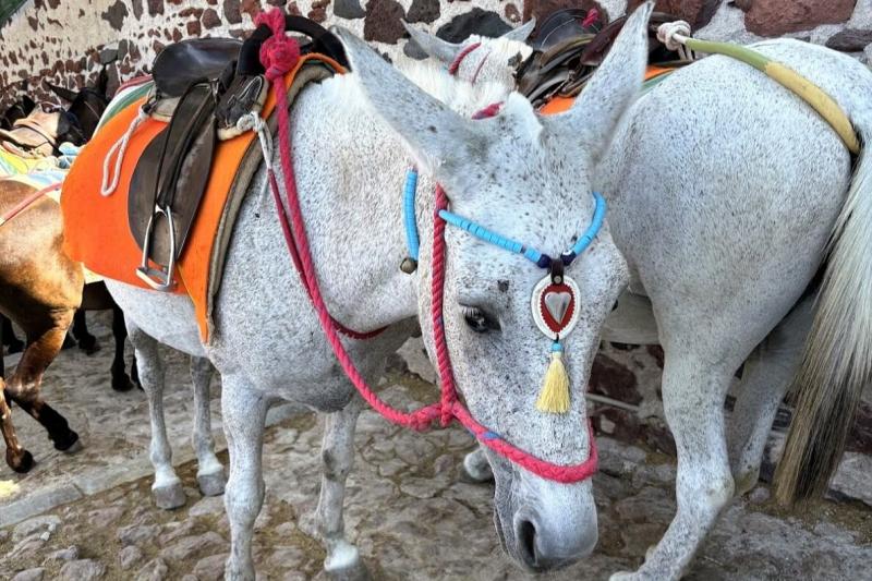 あと、サントリーニ島最終日に、念願のロバタクシーに乗りましたが、想像以上にアトラクションで、とても楽しかったです！ 日中は暑いためか午前中でないと営業していなさそうでした。