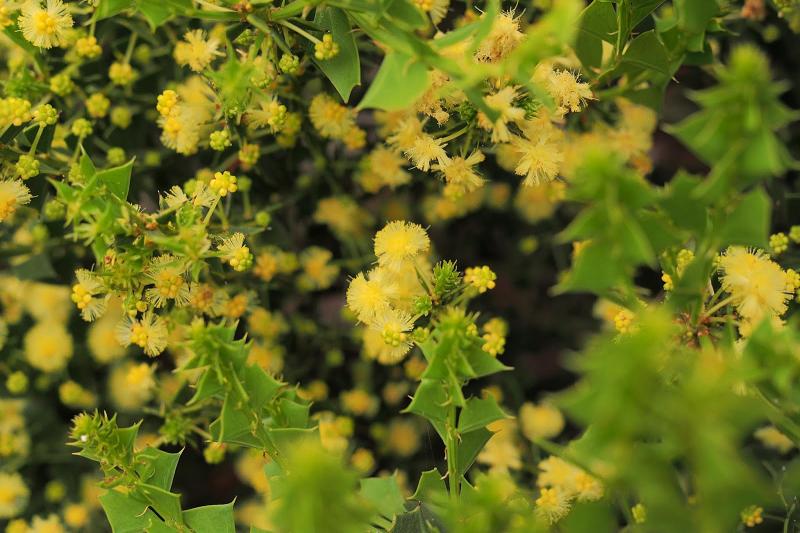 アカシア パラドクサ。ユニークな外見と生態で注目される植物