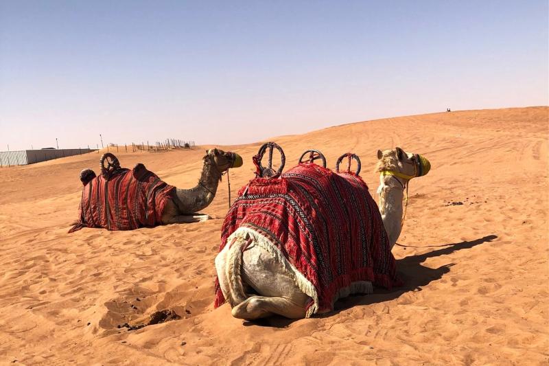ラクダに乗って砂漠を散歩。可愛い♪