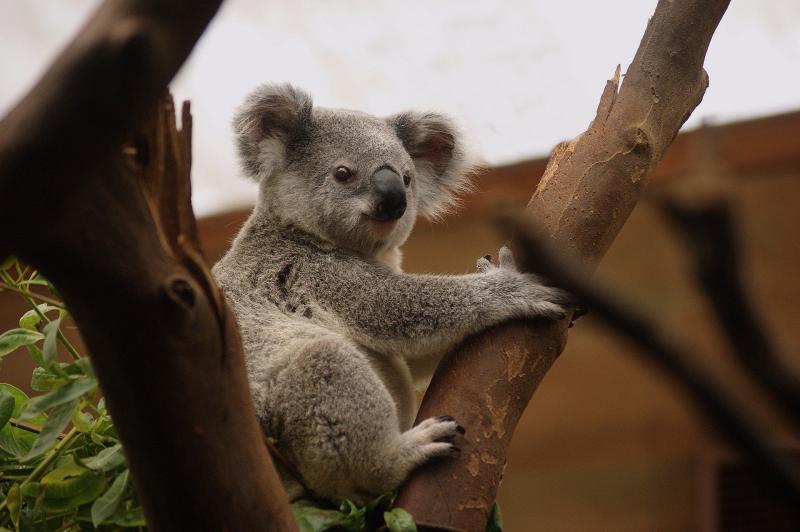 【ワイルドライフ・ハミルトン・アイランド】コアラやウォンバットなどオーストラリア固有種が多くいます。コアラを抱っこしながらの撮影も可能です。