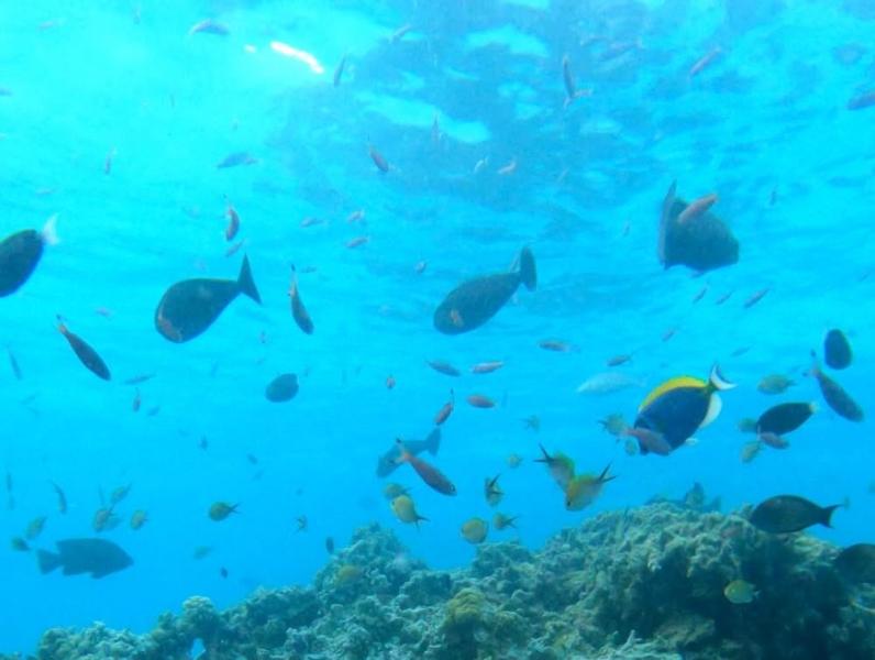 かわいいお魚たち