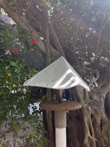 インコがたわむれてる