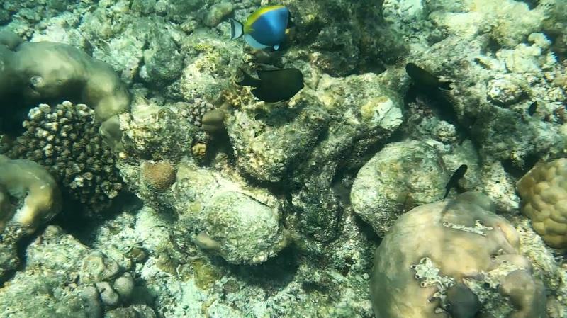 きれいな魚たちにも出会えます