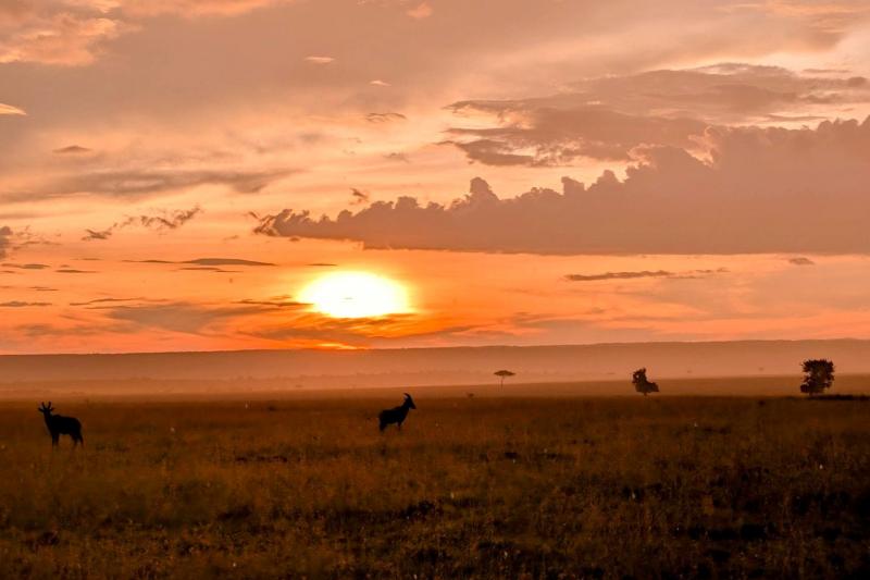 アフリカの夕暮れに映える動物たち