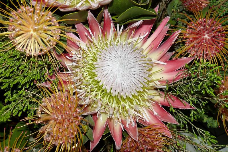 南アフリカの国花　キングプロテアが華やかさを