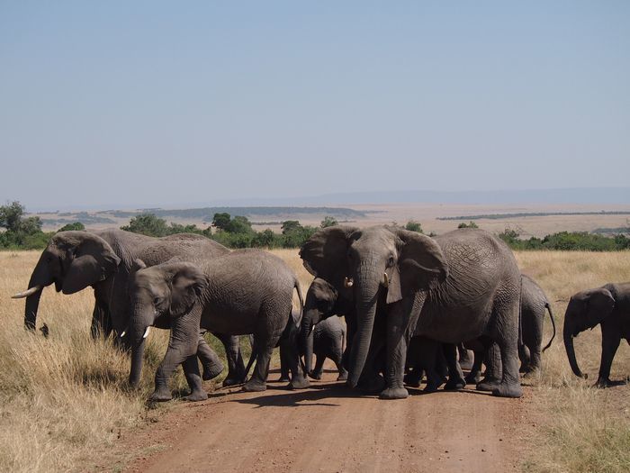 ケニア・マサイマラ国立公園