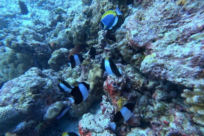 カラフルなお魚がたくさん！