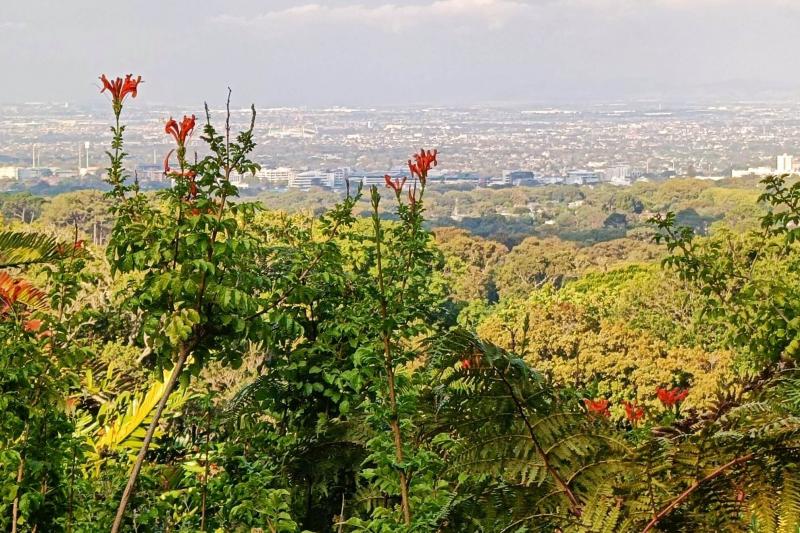 小高いエリアからケープタウンの町が見えます。ここでハチドリにも出会えました