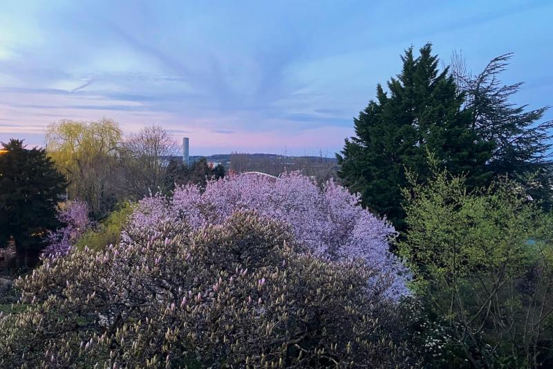 お部屋の窓を開けたら桜の木！