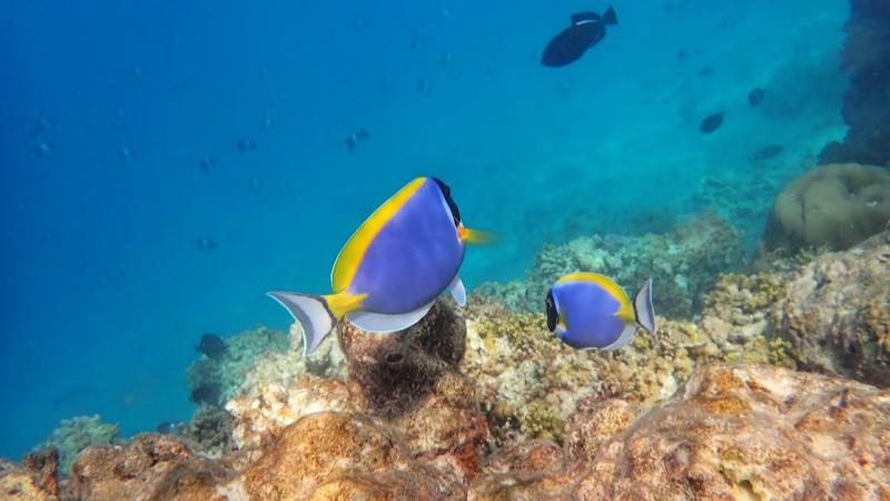 運が良ければ、マンタの群れをご覧いただける事も！