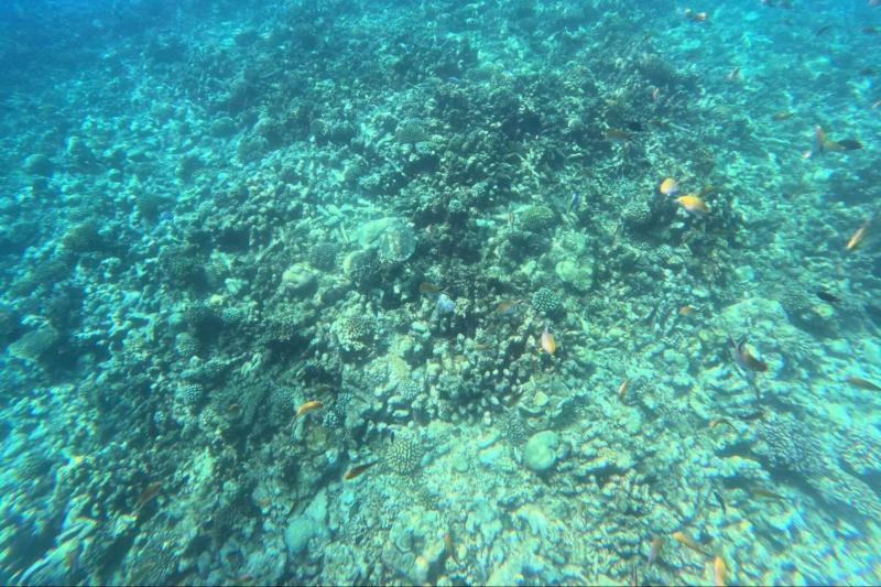 シュノーケリングで出会った魚たち