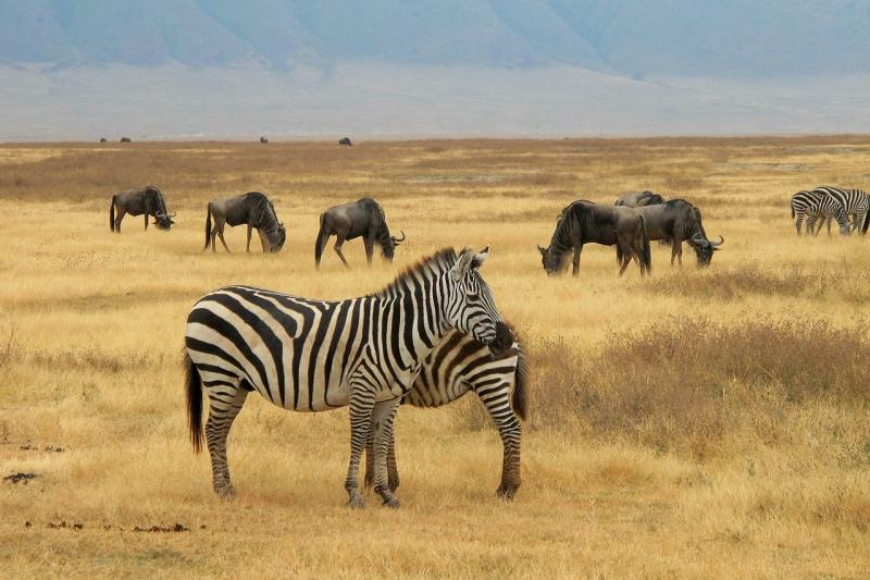 【ンゴロンゴロ自然保護区】場所：タンザニア北部（北西部はセレンゲティに隣接）おすすめの時期：通年見られる動物：ライオン、ヒョウ、サイ、バッファロー、ゾウ、ヌー、シマウマ、カバ、ヒヒなど特徴：現地の言葉で「ンゴロンゴロ」は、巨大な穴を意味します。ンゴロンゴロクレーターは直径約20km、深さ約600ｍもある巨大な火口原。クレーター内には、キリンとインパラを除く多種多様な野生動物約2万5,000頭が生息しており、世界遺産にも指定されています。アフリカ全土で絶滅の危機にあるクロサイを観察できるチャンスが高いのも見どころです。鳥も100種類以上もおり、バードウォッチングにも適しています。1年を通してサファリは可能ですが、冬の時期は、とても寒いので十分な寒さ対策が必要となります。アリューシャから車で約4時間。
