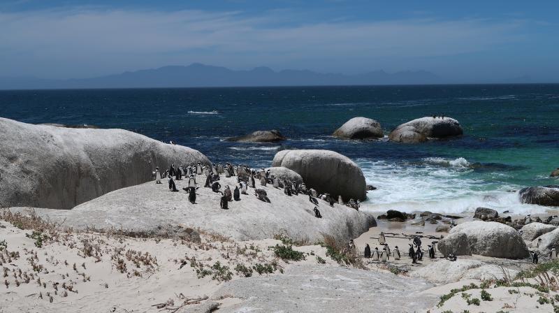 ●ボルダーズビーチたくさんの野生のペンギンが棲みついているビーチ。ビーチには遊歩道が設けられておりますので、近い距離でボルダーズペンギンをご覧いただけます。ケープタウンから車で30分程度でアクセスが可能。