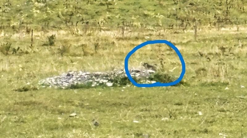 雨が上がるとあちこちでマーモットが現れました。中央の岩の右端に2匹並んでいます（わかるかな？）