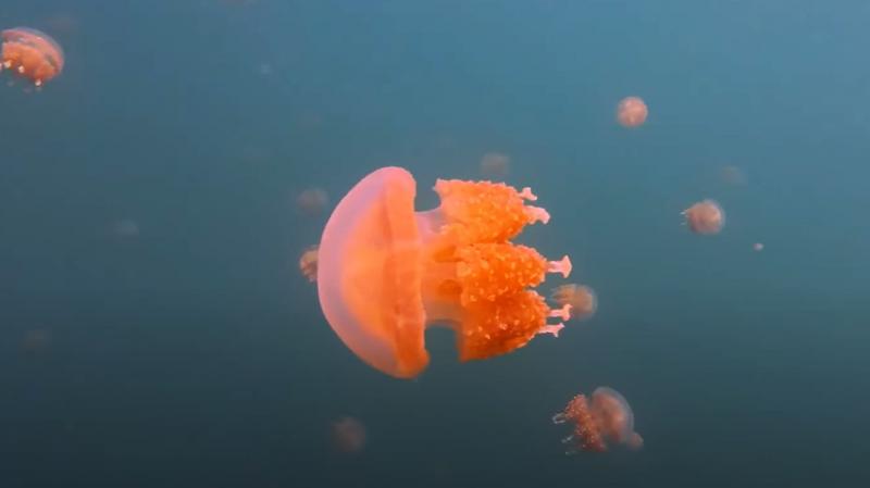 毒がないので刺されません