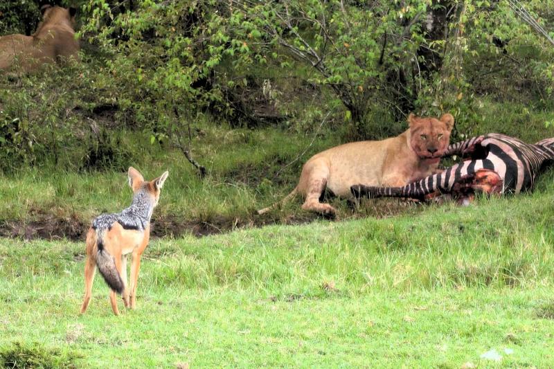 ライオンの捕食を伺うジャッカル