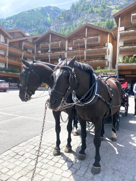 馬車でお出迎え（モン セルヴァン パレス）