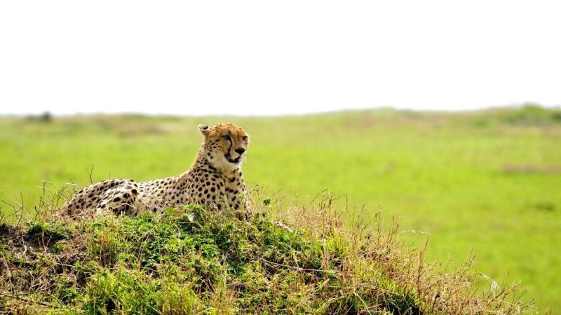 ただずむチーター。ゆっくり休んでいるようで視線の先には常に草食動物がいました