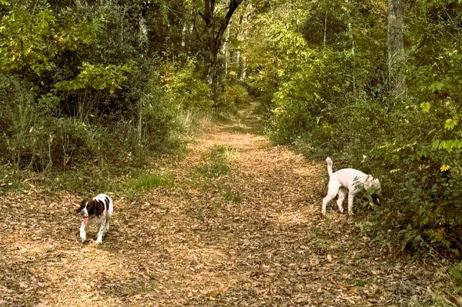 トリュフ探しスタート