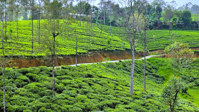 斜面一面茶畑です