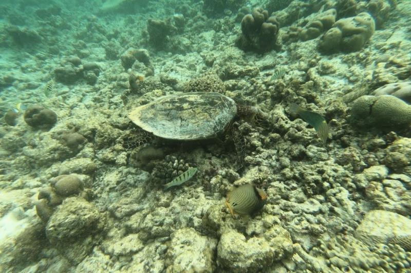 ハウスリーフでは、ウミガメとと遭遇！ 一緒に泳いだり、食事を見守りました！ ブラックチップシャークというサメとも泳ぎました！ シュノーケリング中にはエイと会えませんでしたが、部屋の前の桟橋でエイが泳いでる様子を何度も見ることができました！