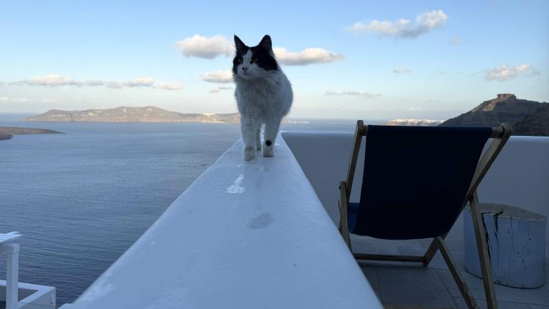 サントリーニ島で出会ったネコちゃん