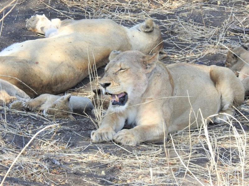 先に食事を済ませ、満腹の雌ライオンと子ライオンはお休み中