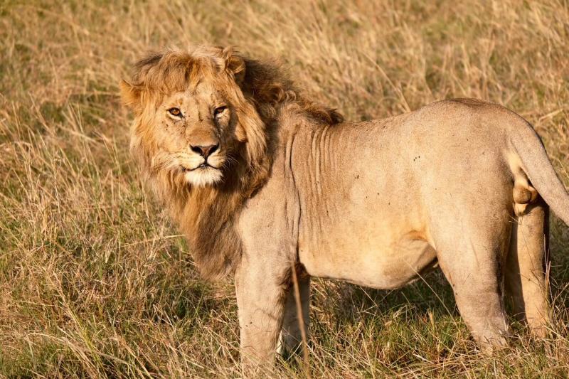 マサイマラ国立保護区でオスのライオンを発見！ 迫力があってかっこよかった！！