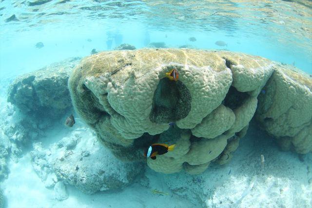 ニューカレドニアのラグーンは世界最大規模、長さ1,600km、面積23,400㎦に達します。長い時間をかけて形成された珊瑚礁は、多種多様な生物たちの宝庫。サンゴやカニ、エビ、ウミガメ、ジュゴンなど、世界的に保護されている貴重な生物たちの世界に浸れるラグーンが魅力です。
