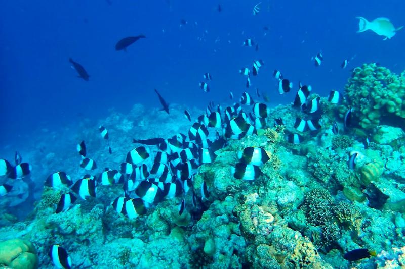 ドロップオフには魚がたくさん