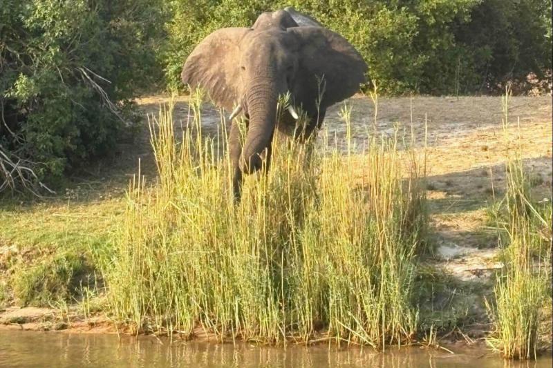 水辺でゾウを発見