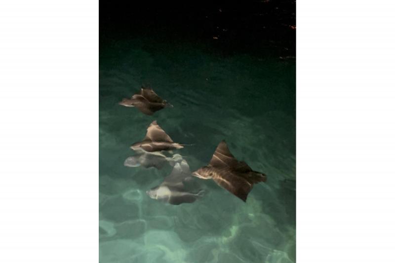 夜ふと海を見ると、5匹の小さいエイが並んで泳いでいて幻想的でした。もっときれいなのに、写真では伝わらないのがもどかしい…。