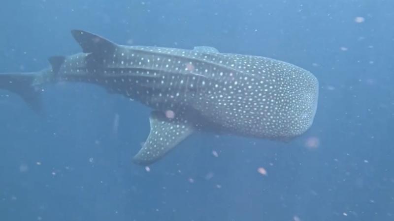 シュノーケリングで、ジンベエザメとマンタを見られました