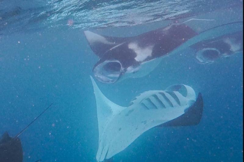 海面に何やら黒い影が見えたと思ったら、まわりにはぐるぐると泳ぐ無数のマンタが！！ サンゴや大小さまざまな魚たちと一緒に、緩やかな海流に乗って進みます。