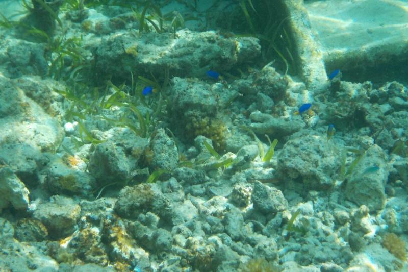 水上ヴィラ近くで見られた魚たち