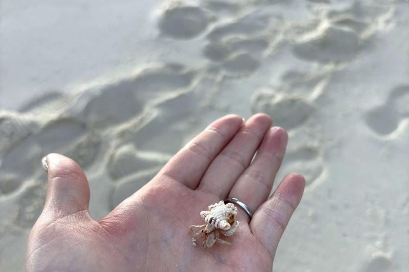 ヤドカリもいっぱい！